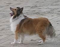AttentiveDog.jpg