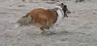 FastDog.jpg