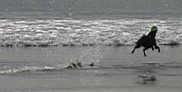 FrisbeeDog2.jpg