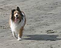 HappyDog.jpg