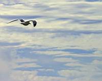 Seagull.jpg