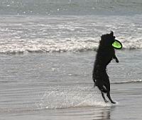 FrisbeeDog1.jpg